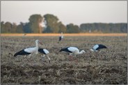 auf großer Reise... Weißstorch *Ciconia ciconia*, Jungstörche bei der Rast auf einem Acker bei Meerbusch