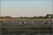 spätabends... Weißstorch *Ciconia ciconia*, Jungstörche, großer Trupp während der eintägigen Rast auf einem Acker bei Meerbusch