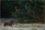 immer auf der Suche... Wildschwein *Sus scrofa* am Waldrand bei der Nahrungssuche auf einer Wildwiese