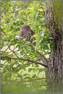 im Birnbaum... Steinkauz *Athene noctua*  ruht im Tagversteck