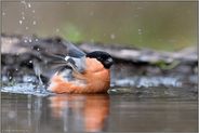 Badefreuden... Gimpel *Pyrrhula pyrrhula* oder auch Dompfaff erfrischt sich, badet in einer Wasserstelle, Vogelbad