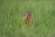Kein-Ohr-Hase... Feldhase *Lepus europaeus*, mümmelnder Hase mit angelegten Ohren, lustige Tierbilder
