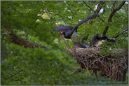 Abflug... Schwarzstorch *Ciconia nigra*, Altvogel verlässt nach der Fütterung das Nest während sich die Jungvöhel auf das ausgespieene Futter stürzen